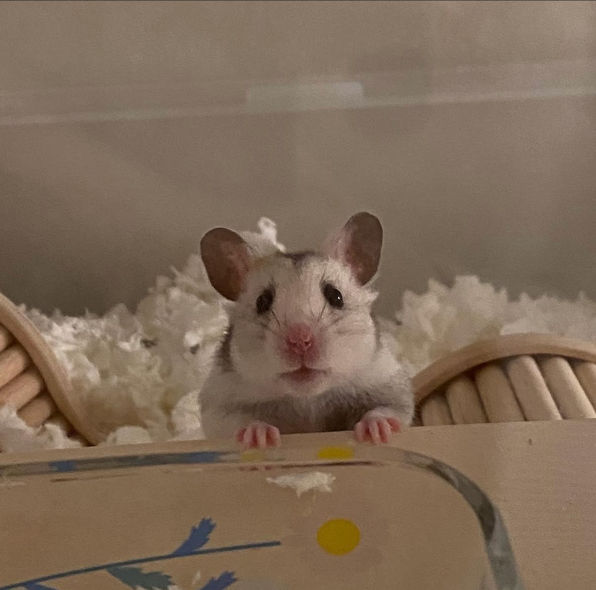 My hamster