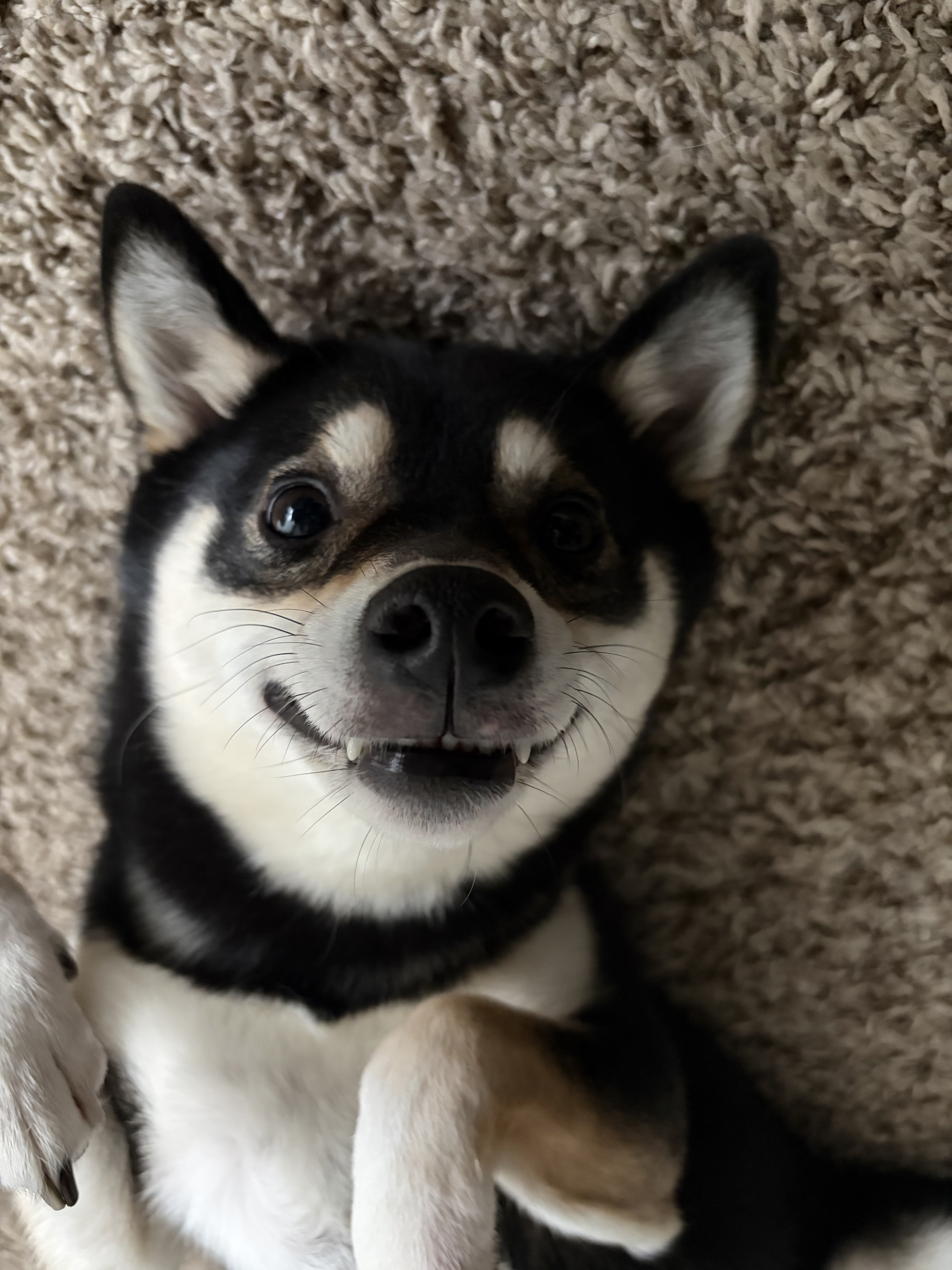 My Shiba Inu
